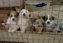 4 cuccioli