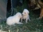 cuccioli adottati